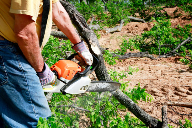 Best Palm Tree Trimming  in USA